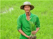 Khởi nghiệp bằng cánh đồng lúa sạch từ tâm