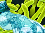 Vô tình tạo ra loại enzyme đột biến “ăn” cả nhựa