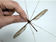 Hãi hùng muỗi to hơn bàn tay ở Trung Quốc