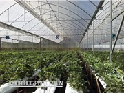 4 tiêu chí xác định doanh nghiệp nông nghiệp ứng dụng công nghệ cao