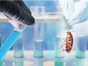 Công nghệ AI giúp Trung Quốc nuôi 6 tỷ con gián làm dược liệu