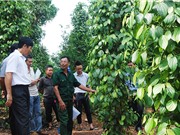Đổi mới khoa học công nghệ trong nông nghiệp: Những điều đã nói nhiều lần
