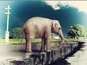Động vật có khả năng dự báo động đất? 