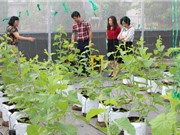 Vĩnh Phúc: Tạo ra giống rau, quả chất lượng cao nhờ đột phá về công nghệ