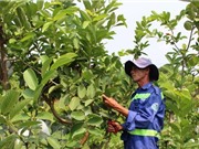 TP.HCM: Biến bãi rác ô nhiễm thành vườn cây công nghệ cao