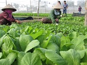 Phát triển phân bón hữu cơ để có nền nông nghiệp bền vững