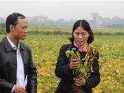 Phúc Thọ: Thử nghiệm phân bón lá nano trên cây đậu tương