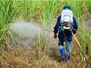 Tòa án EU ủng hộ lệnh cấm các thuốc trừ sâu gây hại cho loài ong
