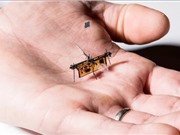 RoboFLy: Robot ruồi siêu nhỏ lấy năng lượng từ laser