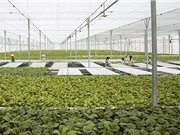 Tưới tiết kiệm: Nâng cao giá trị nông sản