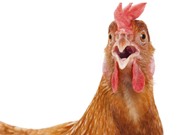Frankenfowl: phôi thai lai giữa người và gà