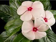 Con đường sinh tổng hợp chất chống ung thư vinblastine từ cây dừa cạn