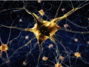 Biến tế bào máu thành neuron thần kinh 