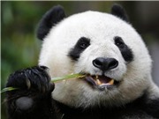 Tìm ra DNA gấu trúc khổng lồ cổ xưa