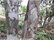Các biện pháp để loại bỏ “tập đoàn” mối tấn công chè shan tuyết