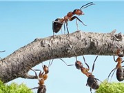 Trí tuệ bầy đàn: Từ đàn kiến đến xe hơi tự điều khiển