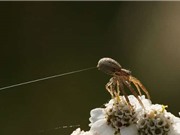 Lợi dụng điện trường, nhện có thể bay hàng dặm mà không cần cánh