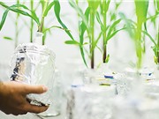 Tăng rào cản pháp lý với cây trồng sửa gene bằng CRISPR