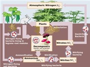 Lý giải được khả năng cố định đạm của một số loài cây