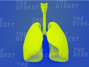 Cấy ghép thành công phổi sinh học trên lợn