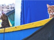 Loài mèo đã cùng với người Viking đi chinh phục thế giới?
