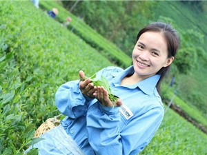 Nhớ Ngọc Trà và những người khởi nghiệp trên núi