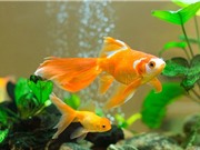 Não cá vàng với trí nhớ 3 giây chỉ là huyền thoại