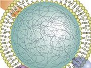Nanosponges: Kỹ thuật mới trong điều trị viêm khớp