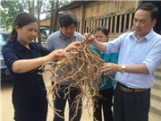 TS Nguyễn Thị Thúy Hường với vùng dược liệu tiền tỷ 
