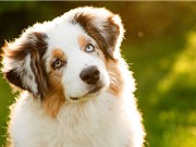Các nhà khoa học giải mã mức độ hiểu và xử lý từ ngữ của chó
