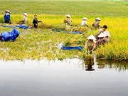 Chỉ số phát triển con người Việt Nam: Chiều hướng tăng đang chững lại