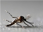 Bùng phát lây nhiễm virus Zika tại Ấn Độ