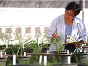 Tài trợ vĩnh viễn cho Ngân hàng gene lúa lớn nhất thế giới
