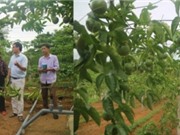 Cao Bằng: Bàn giao hệ thống tưới nhỏ giọt tự động