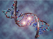 Lý giải được tại sao CRISPR/Cas9 chưa thu được hiệu quả ở người