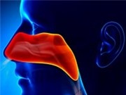 Lý giải được cách mũi chống vi khuẩn thâm nhập vào cơ thể