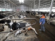 Thức ăn chăn nuôi tại châu Âu có nguy cơ nhiễm vi khuẩn biến đổi gene