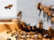 Tìm ra cách khôi phục côn trùng và đàn ong thụ phấn hoa