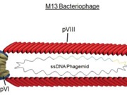 Sử dụng virus sinh học để tăng tốc máy tính