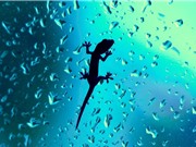 Phát hiện một khả năng đáng nể nữa của thạch sùng: Chạy trên mặt nước