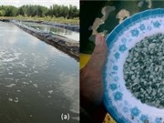 Trà Vinh: Chuyển giao kỹ thuật sản xuất nghêu giống và ương dưỡng trong ao đất lót bạt
