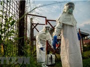Phát hiện 'lá chắn' chống virus Ebola trong tế bào người