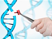 Cấy ghép não, con người biến đổi gene chỉ còn là vấn đề thời gian?