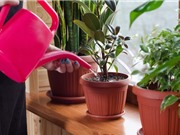 Mỹ nghiên cứu cây biến đổi gien có thể lọc không khí trong nhà
