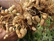 Nghệ An: Nghiên cứu chuyển giao và phát triển giống lạc mới năng suất cao L27 (L19)