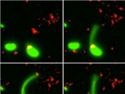 Lần đầu tiên các nhà khoa học đã bắt gặp cảnh vi khuẩn biết "câu”… DNA