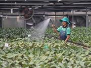Nông Nghiệp tiến tới cách mạng 4.0