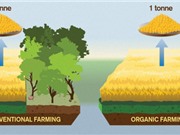 Thực phẩm hữu cơ làm cho khí hậu trở nên tệ hơn?
