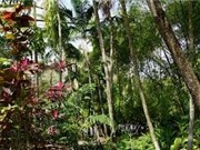 Nghịch lý: Sự nóng lên toàn cầu có thể làm giảm lượng khí thải carbon