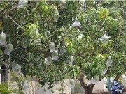 Tăng chất lượng trái cây bằng công nghệ đục vi lỗ trên màng bao